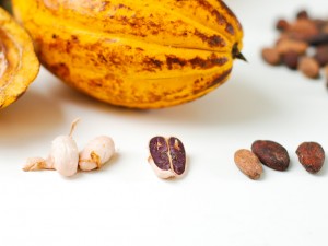 Cacaoboon vers en gedroogd